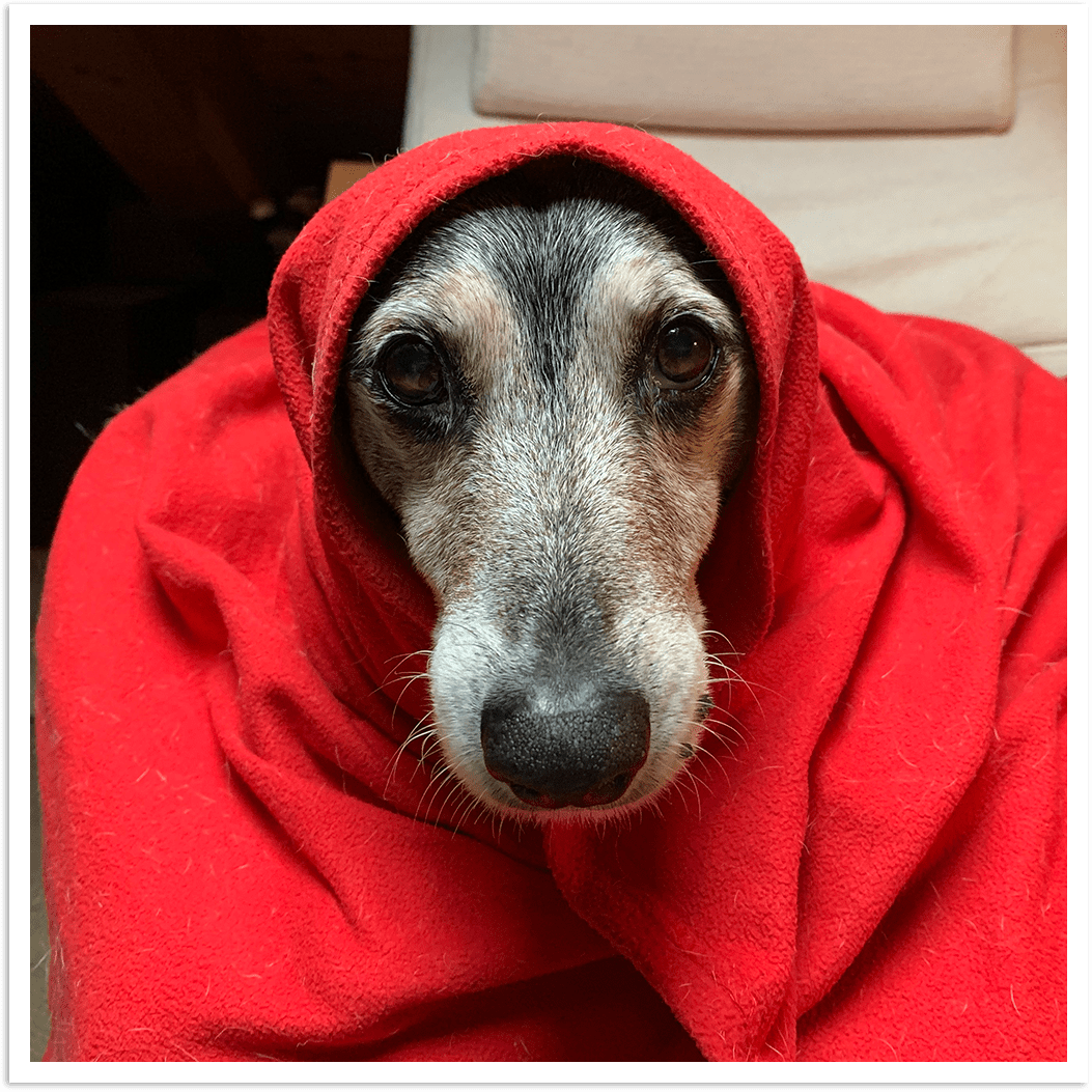 DooG's president